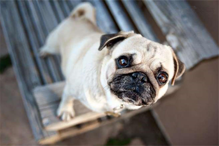 宠物湿巾功能大！不信你看看